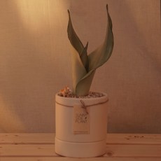 써니사이드플랜트