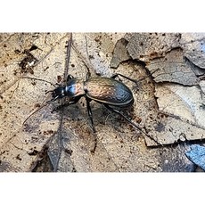 벌레잡이제비꽃키우기