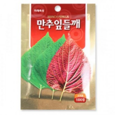 만추잎들깨