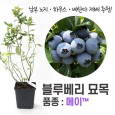 추천8블루베리묘목재배