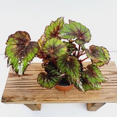 이케아렉스베고니아