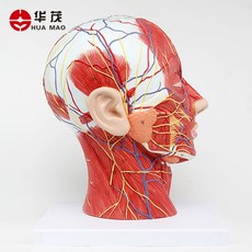 실험 교육용 실습 보건교육 인체 턱안면근육 신경 혈관 모형 수술 해부학, 두뇌 해부학개