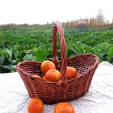 서울숲피크닉대여