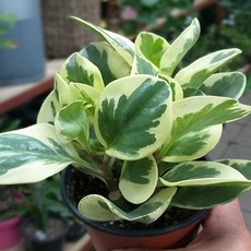 소피텔페메종뷔페