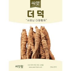 더덕씨앗