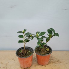 ca2e59931577f2f8e00f406cbb9e87fd1f2850df52890d923ed95ce762ad.jpg