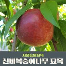 서울농원묘목/신비(천도)복숭아나무 3년생 결실주 분묘, 1개