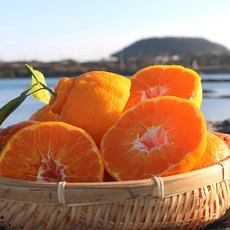 [극Brix] 천상의맛 최상품선별 제주 한라봉, 1박스, 가정용 중과 1kg