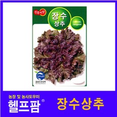 중국산양상추