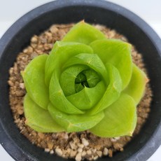 라이프티그라