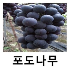 포도나무 묘목 거봉 삽목4-5년 결실주, 1개