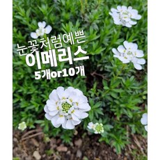 이메리스