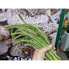 솔순