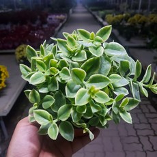 썬로즈