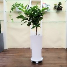 에코플라워 중형 대형 개업 집들이 축화 화분(서울 경기 인천 당일배송)[지방 경기외곽배송불가], 1개, 05. 뱅갈고무나무