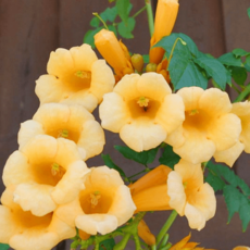 c749c058482d9881fc33a17b9e040e73249a54cd62ca916954823acc2f51.png