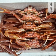 [선주직송] 무화수산 영덕대게 수율보장, 1박스, 영덕 활 대게 대 (10cm이상) 10마리