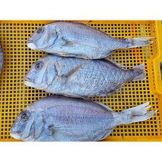 홍지야 참돔 1미 사이즈별 도톰한 프리미엄 생선, 참돔<중>, 1개