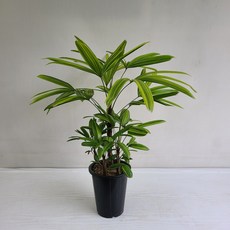 서황금