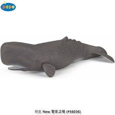 파포고래