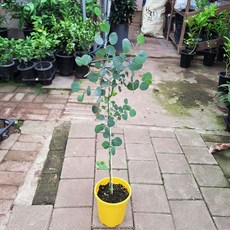 유칼립투스폴리안