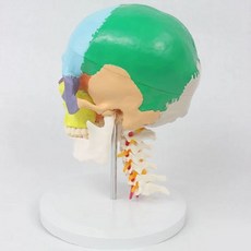 인간 해골 해부학 경추 모델 유색 뼈 조각 학교 용품