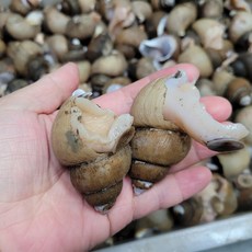 자숙 흑골뱅이 자연산 골뱅이, 1세트, 1kg 소(50~80미)