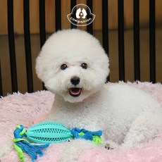 bose컴패니언