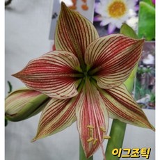 아마릴리스 TOP01