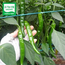 강원도 홍천 유기농 무농약 청양고추 매운 고추 농약 한방울도 안들어간 유기농 채소