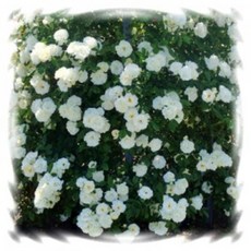 헬렌스타인썸머스노우