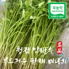 신선한 무농약 청도 한재 돌 미나리 1kg, 무농약 청도한재 미나리 1kg, 1개