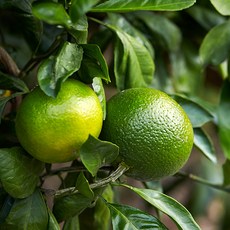 팜플러스 제주산 청귤, 4kg