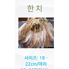 한치 25-35마리/kg 18-22cm/마리 1kg 베트남직배송, 1세트