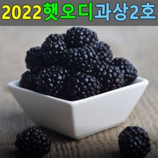 생오디