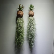 유식물원