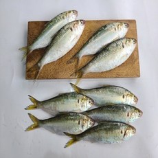 리얼범푸드 국내산 당일조업 생물 활전어500g 13~20미 / 산지직송 / 15~20cm쯤 / / 가을제철, 1개