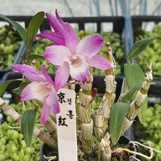 추천9덴드로비움