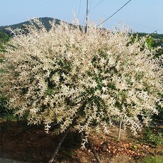 화이트핑크셀릭스