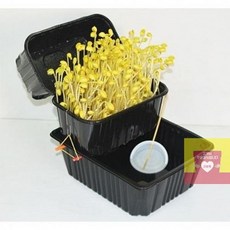 콩나물키우기1인용
