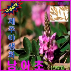 희귀씨앗/제주야생화/짚신나물/선학초 /낭아초 1kg, 상세페이지 참조