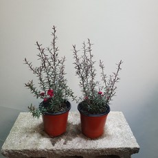 식물학박사 1+1 호주매화 79