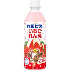 아사히 칼피스 딸기연유, 24개, 500ml