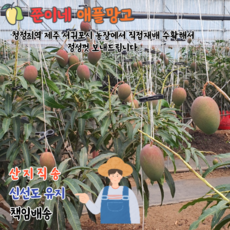 제주도 산지직송 과일의여왕 애플망고 3kg, 미니 애플망고 3kg, 1개