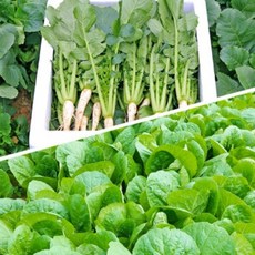 당일수확 신선한 열무/얼갈이 3kg, 열무3kg