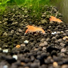 [오쿠아] 볼케이노 치가재 1마리(1~2cm)/가재키우기, 1세트