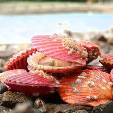 국내산 통영 홍 가리비 조개 구이 캠핑 요리 푸드 1kg 2kg 5kg, 2. 2kg