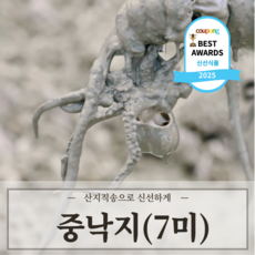최상급 살아있는 자연산 산낙지, 1세트, 중낙지 7미