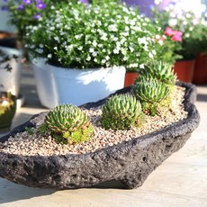 작가화분 화산석화분 돌화분 숲속정원 (특대형) 수제화분 다육이화분 빈 화분 바위솔 - YXL 특대형 곡선형
