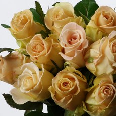 [로즈온리] 바이킹 장미 한단 생화택배